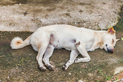 High angle view of a dog lying on land