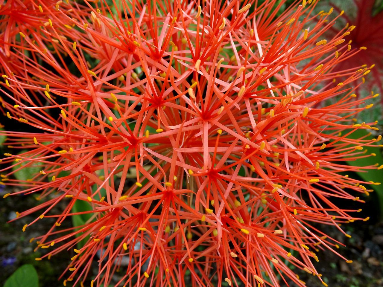 red, growth, freshness, close-up, nature, beauty in nature, full frame, plant, orange color, outdoors, backgrounds, focus on foreground, leaf, selective focus, day, no people, vibrant color, tree, flower, branch