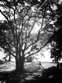 Tree by water against sky