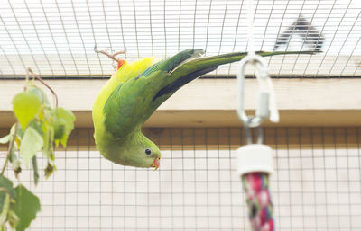 Close-up of bird hanging in cage