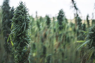 Close-up of pine tree on field against sky