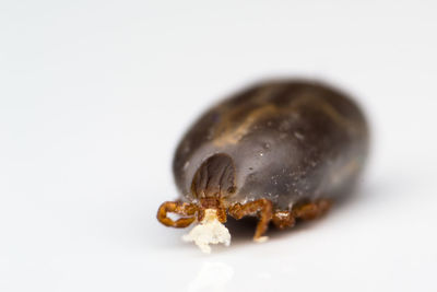 Close-up of insect on white background