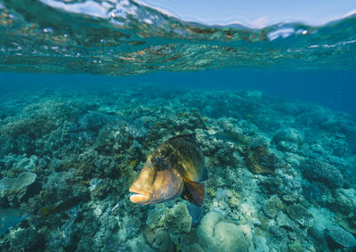 Cheilinus undulatus, maori wrasse humphead fish in australia