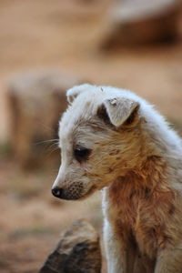 Close-up of an animal looking away