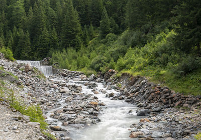 Scenic view of waterfall in forest