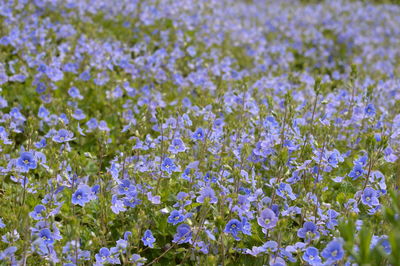Close-up of flowers blooming on field