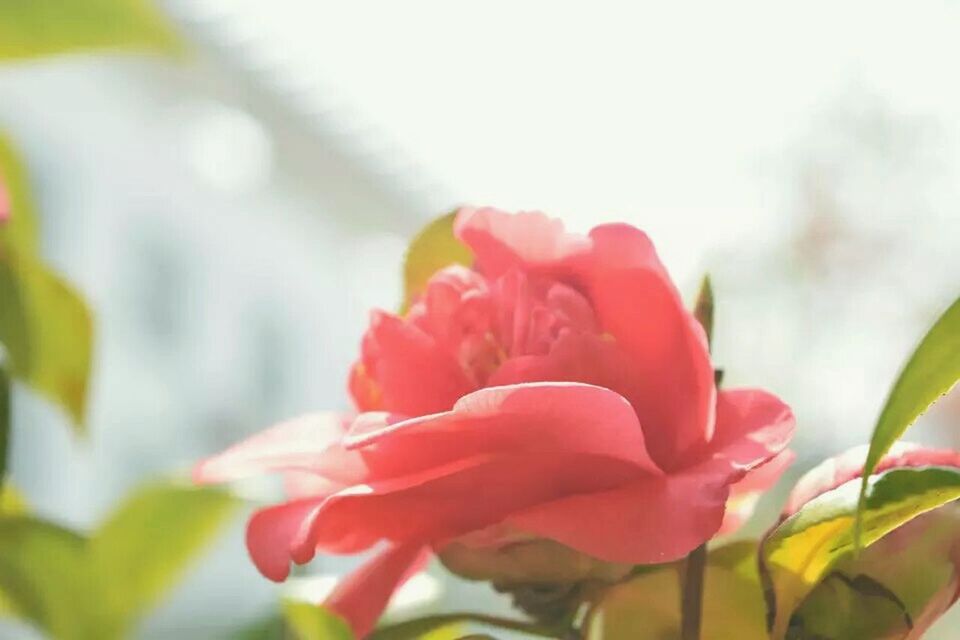 flower, petal, nature, plant, fragility, freshness, day, beauty in nature, flower head, pink color, no people, rose - flower, leaf, close-up, outdoors, growth, peony