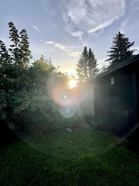 Sun shining through trees on field