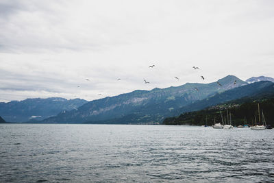 Birds flying over lake against sky