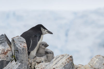 Chinstrap penguin with chicks nesting at spigot peak with mountains  and glaciers, antarctica 