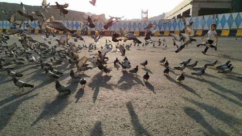 Boy running amidst flock of pigeons on land