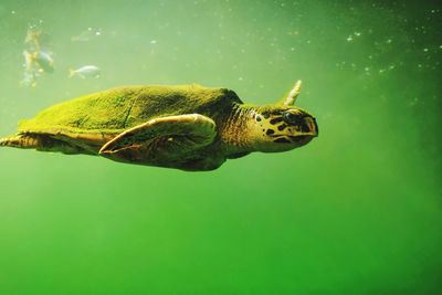 Close-up of turtle swimming in sea