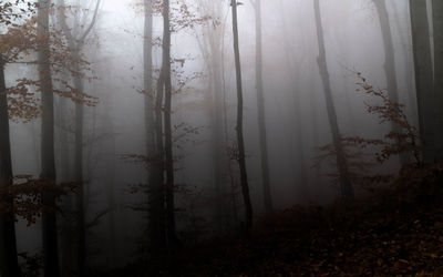 Trees in forest during foggy weather