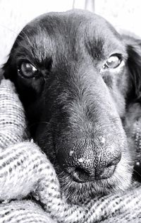 Close-up portrait of dog