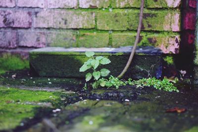 Close-up of moss growing on plant