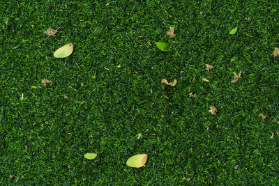 High angle view of leaves on field