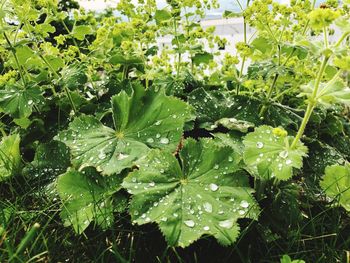 Close-up of wet plant leaves on field