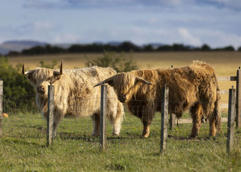 Horse standing on field