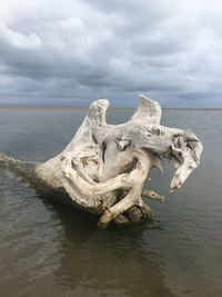 Driftwood on beach against sky