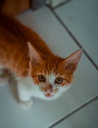 Close-up portrait of a cat