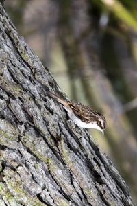 Close-up of bird on tree trunk