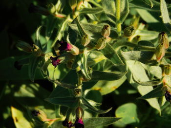 Close-up of plant