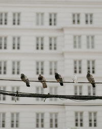Low angle view of birds on building