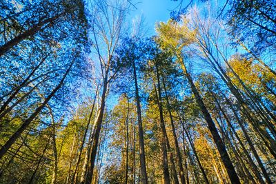 Low angle view of trees in forest against blue sky