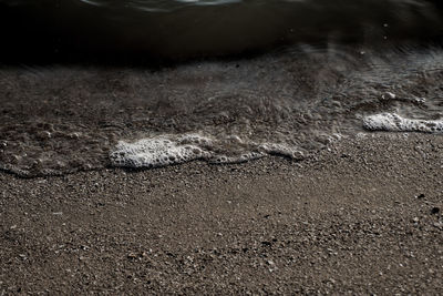 High angle view of lizard on the beach