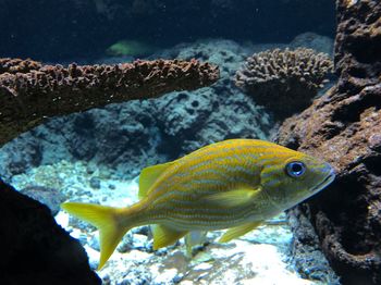 Fish swimming in sea