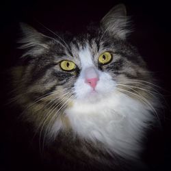 Portrait of cat over black background