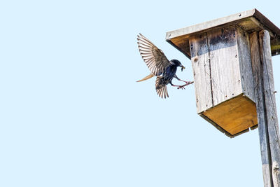 Low angle view of bird flying against clear sky