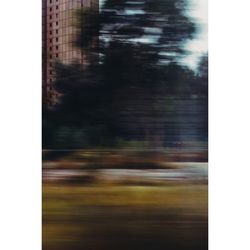 Blurred motion of trees