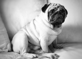 Close-up portrait of pug sitting