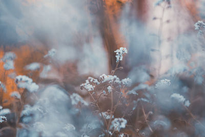 Full frame shot of plants during winter