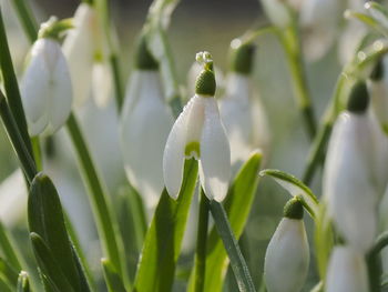 Close-up of white flowering plant