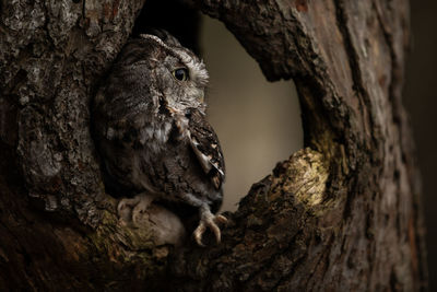 A trained eastern screech owl gray morph, megascops asio