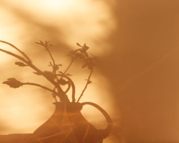 Close-up of silhouette plant against orange sky