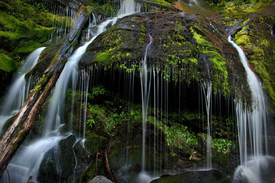 Low angle view of waterfall in forest