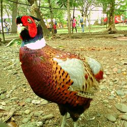 Close-up of rooster