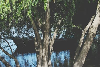 Trees on riverbank against sky