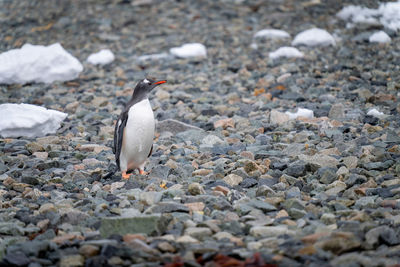 Gentoo penguin stands on shingle facing right