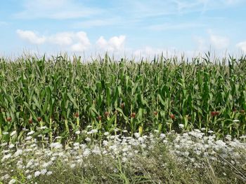 Crops growing on field against sky