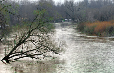 Scenic view of river amidst trees in forest