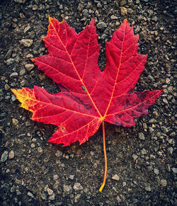 High angle view of maple leaf on sidewalk