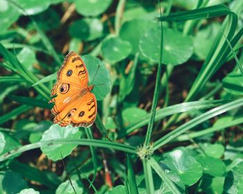 Close-up of butterfly on plant