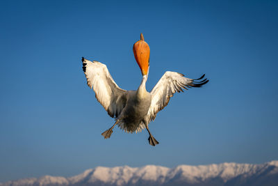 Bird flying against clear sky