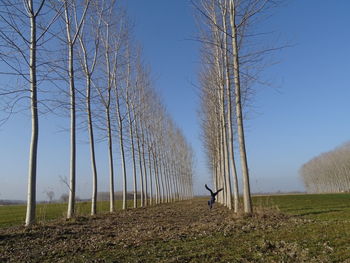 Bare trees on field against sky