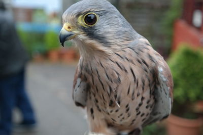 Close-up of bird against blurred background