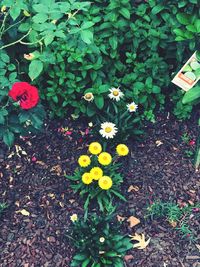 High angle view of flowers blooming on field